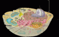 /album/fotogaleria/celula-animal-dibujos-gif/
